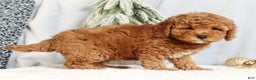 Mini Goldendoodle dogs for sale: Gwen - Ad 6