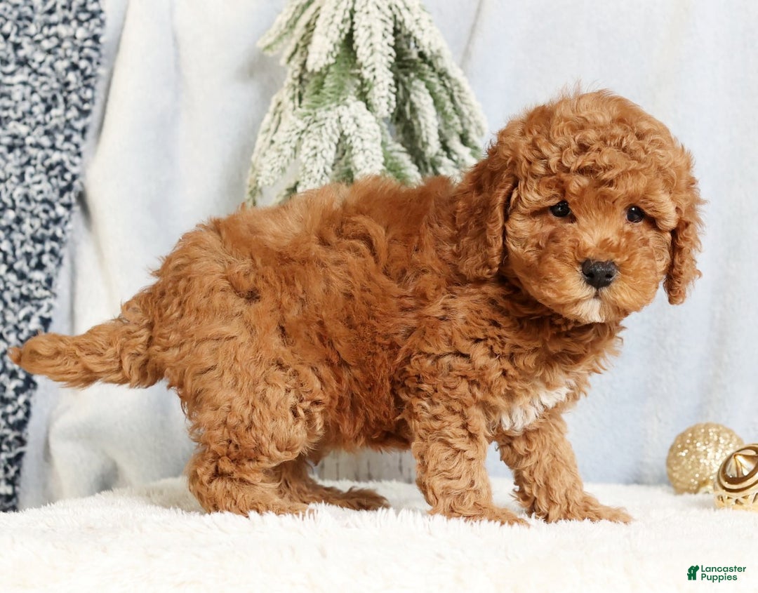 Mini Goldendoodle dogs for sale: Gwen - Ad 6