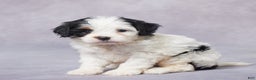 Cavapoo dogs for sale: Faye - Ad 9