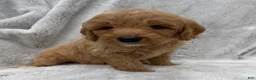 Goldendoodle dogs for sale: Tessa - Ad 3