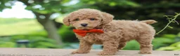 Maltipoo dogs for sale: Marley - Ad 4