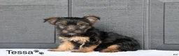 Yorkshire Terrier dogs for sale: Tessa - Ad 3