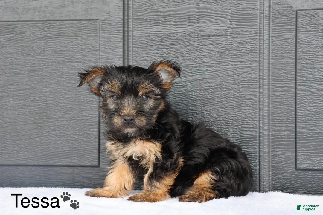 Yorkshire Terrier dogs for sale: Tessa - Ad 3