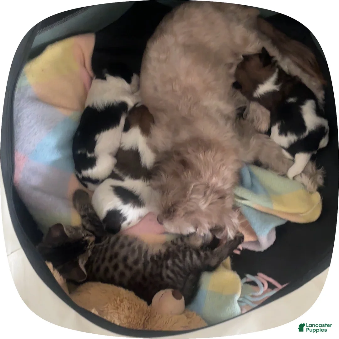 Mixed Breed dogs for sale: Manchester- Shih Pom - Ad 2