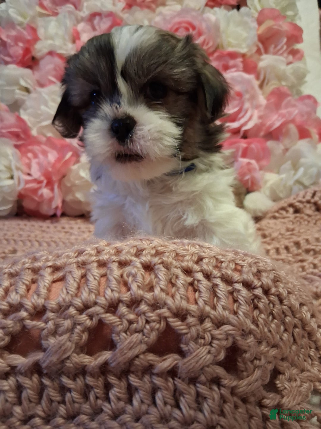 Shih Tzu dogs for sale: Winston  - Ad 3