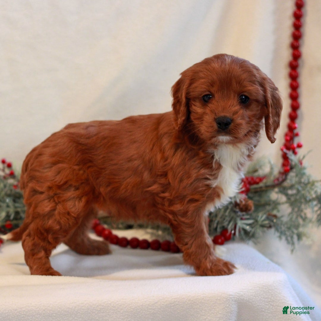 Cavapoo dogs for sale: Brady  - Ad 2