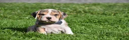 Beabull dogs for sale: Hunter - Ad 15