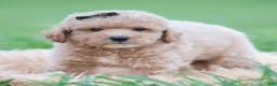Maltipoo dogs for sale: Fang F1B - Ad 2