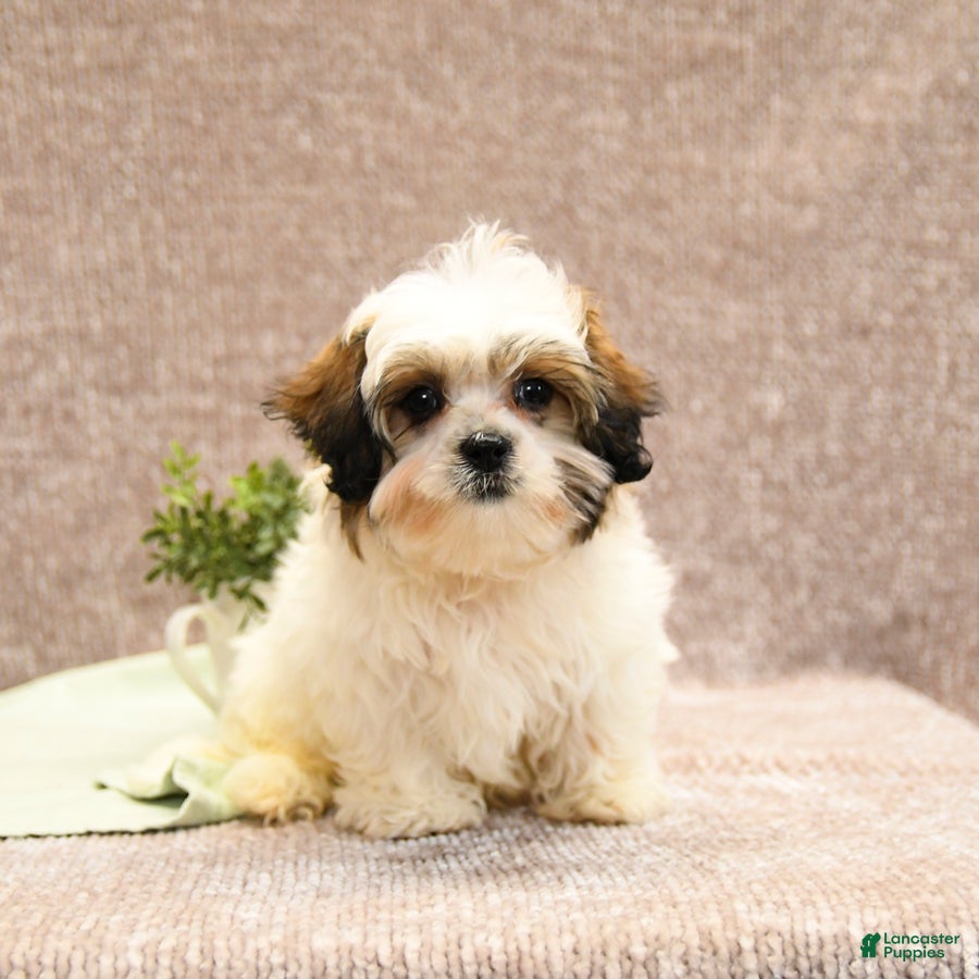 Teddy Bear dogs Steerling - Ad 19