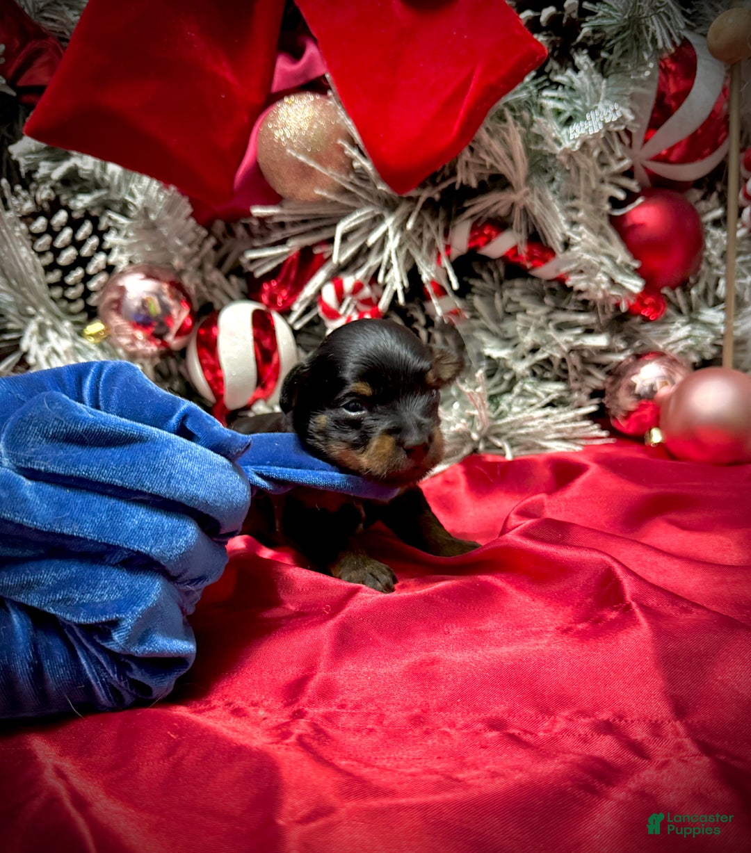 Yorkshire Terrier dogs for sale: Rigatoni  - Ad 7