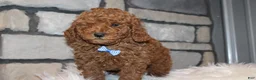 Miniature Poodle dogs for sale: AKC JAX - Ad 3