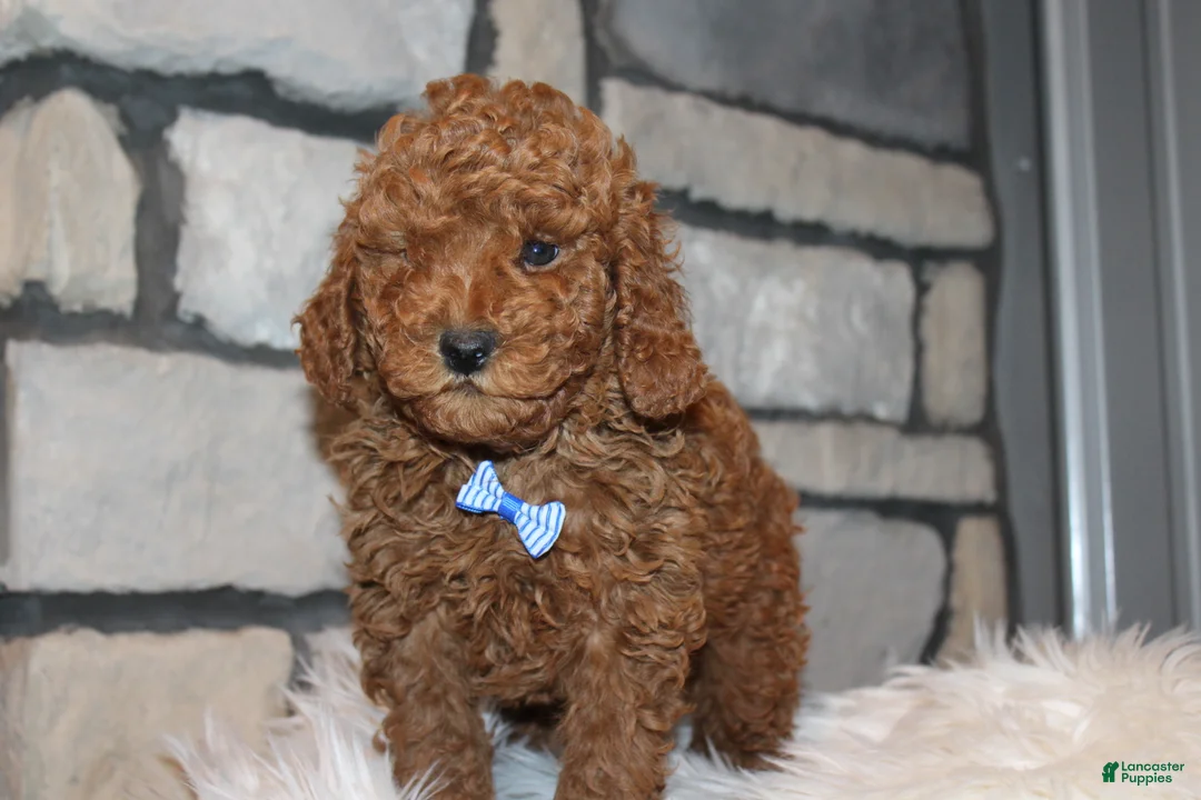 Miniature Poodle dogs for sale: AKC JAX - Ad 3