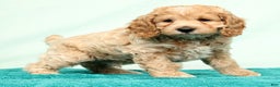 Cockapoo dogs for sale: Nick - Ad 5
