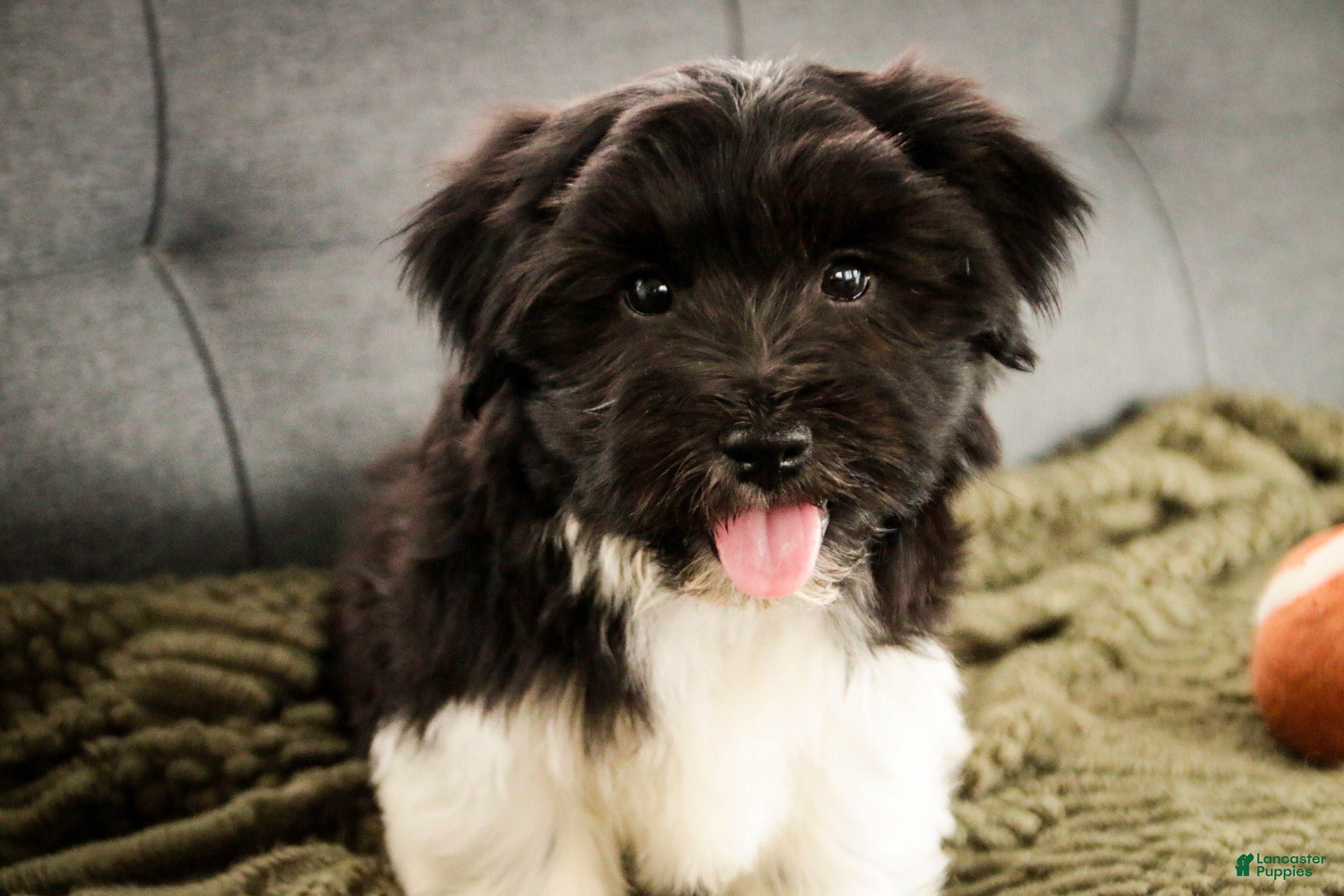 Havanese dogs Oreo - Ad 2