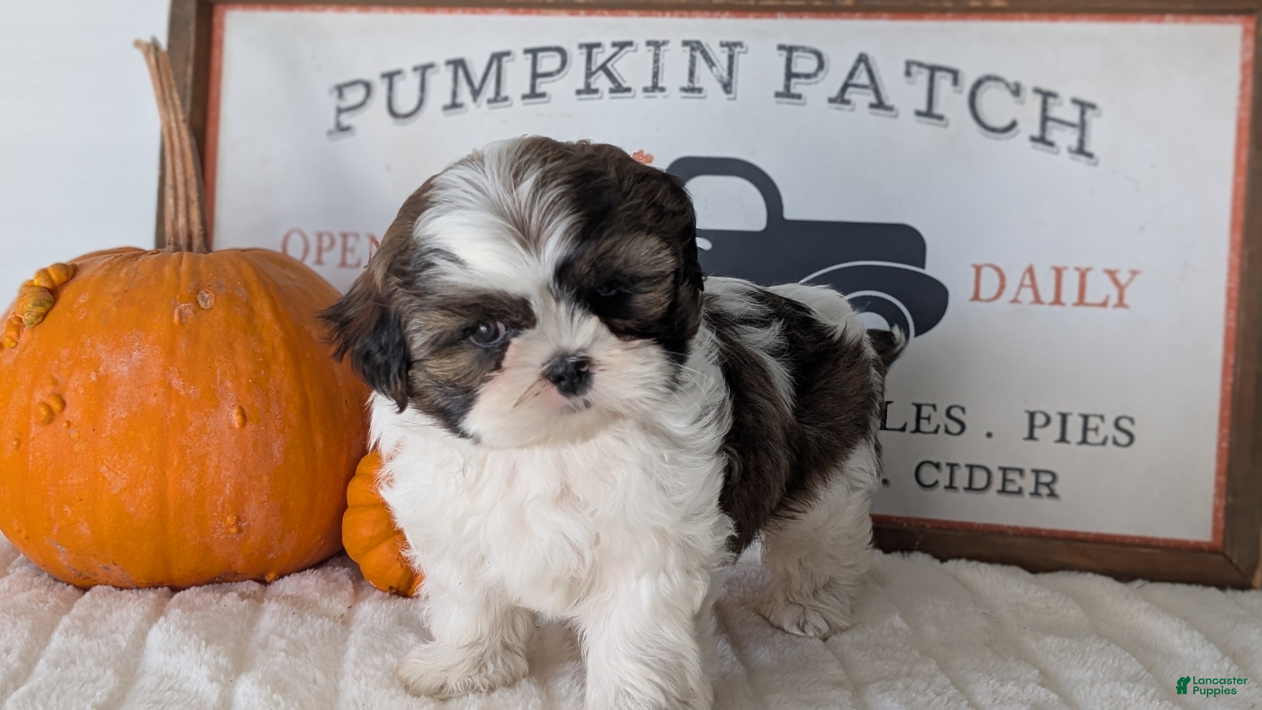 Shih Tzu dogs Koko - Ad 2