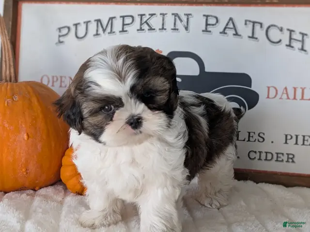 Shih Tzu dogs Koko - Ad 2
