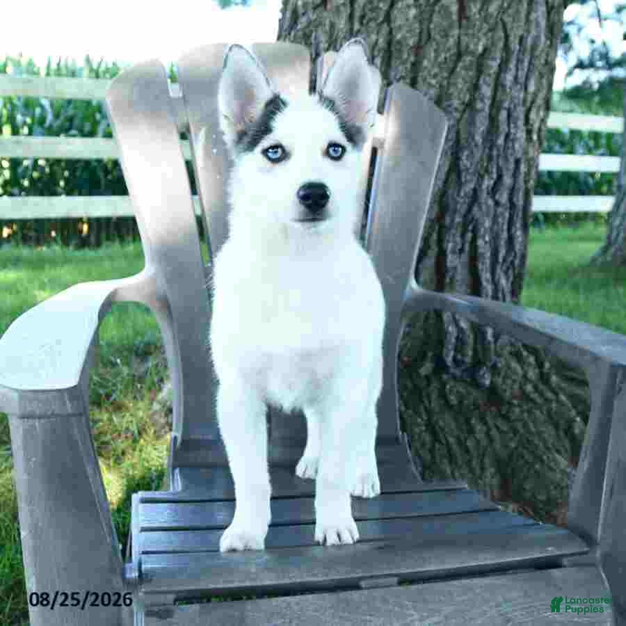 Pomsky dogs Asher - Ad 1