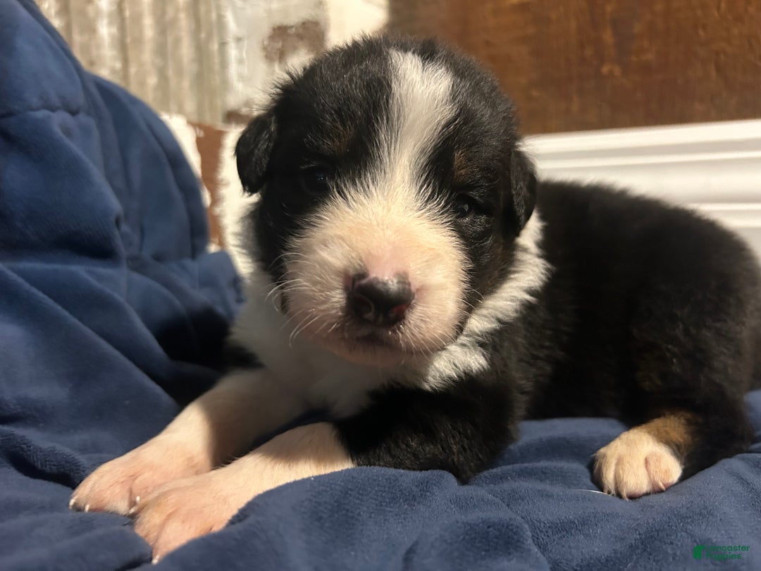 Australian Shepherd dogs for sale: Ruth - Ad 44