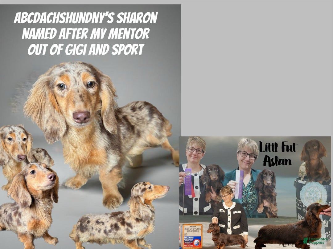 Miniature Dachshund dogs for sale: Champion bred Russian  - Ad 7