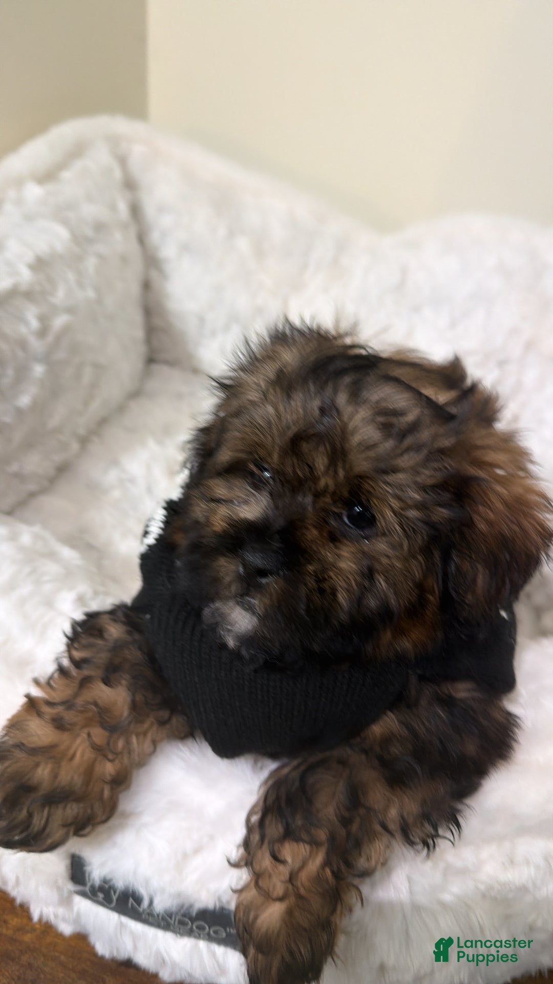 Shihpoo dogs for sale: Ziggy  - Ad 4