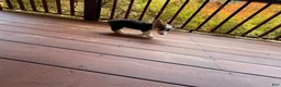 Welsh Corgi Pembroke dogs for sale: CLARK - Ad 17