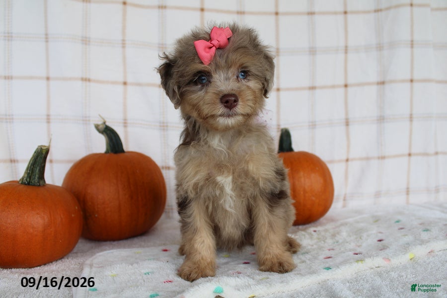 Mini Aussiedoodle dogs Brandi - Ad 2
