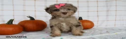 Mini Aussiedoodle dogs for sale: Brandi - Ad 2