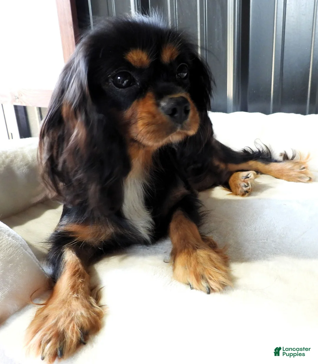 Cavapoo dogs for sale: #1 Female of Evie - Ad 4