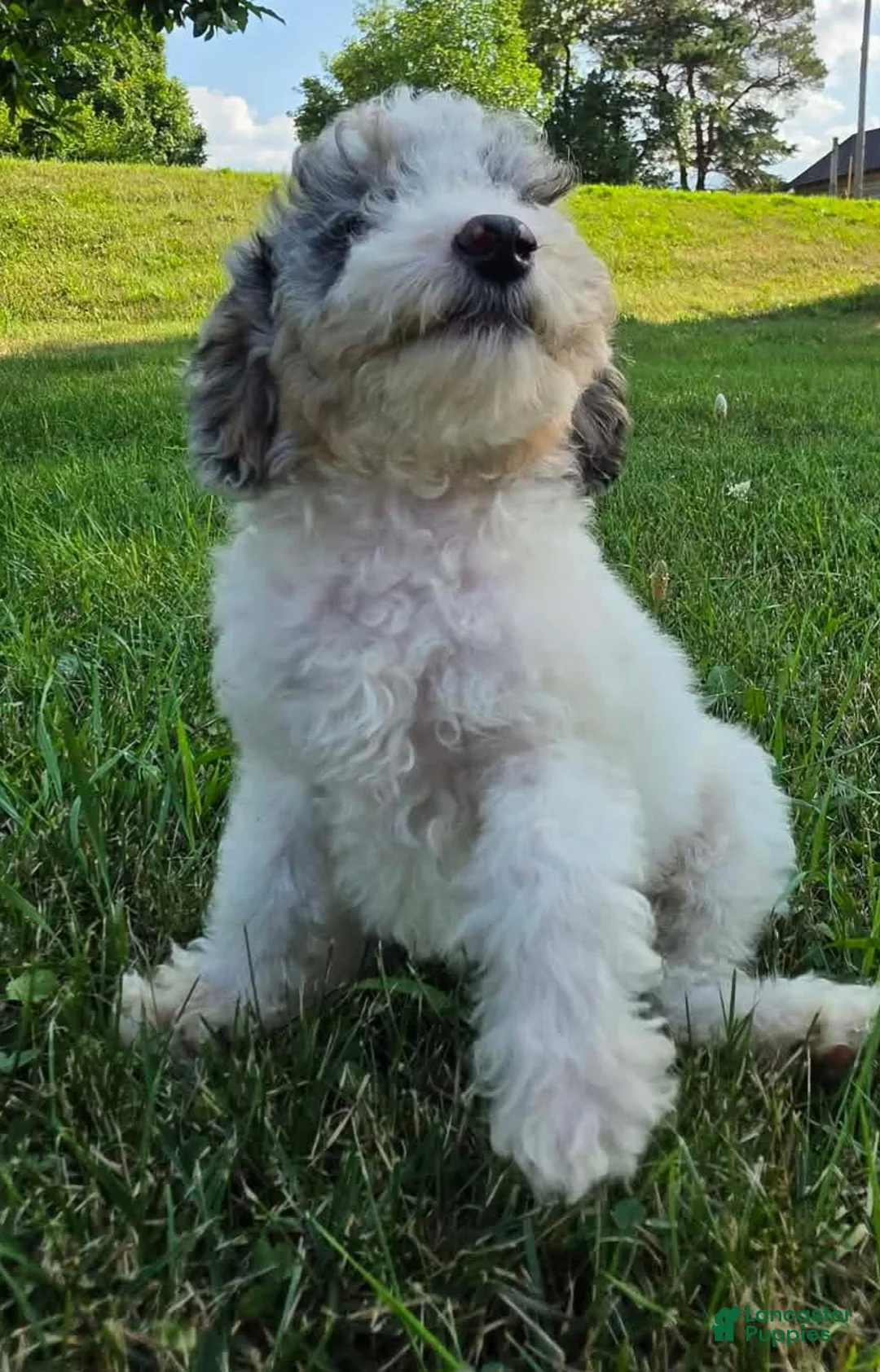 Miniature Poodle dogs for sale: Ash - Ad 2