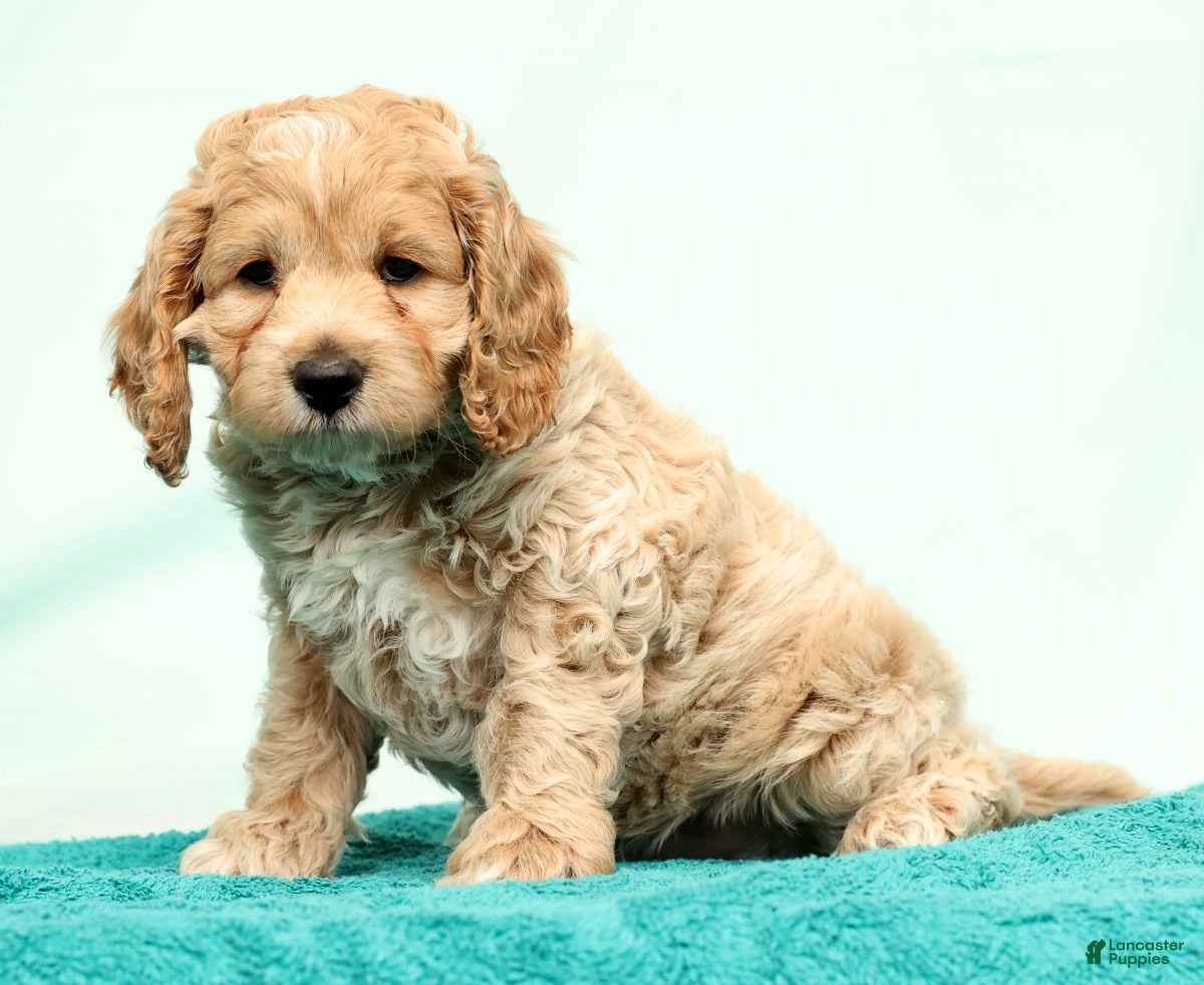 Cockapoo dogs Nick - Ad 1