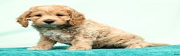 Cockapoo dogs for sale: Nick - Ad 1