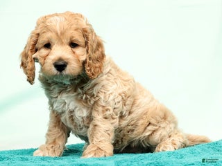 Cockapoo dogs Nick - Ad 1