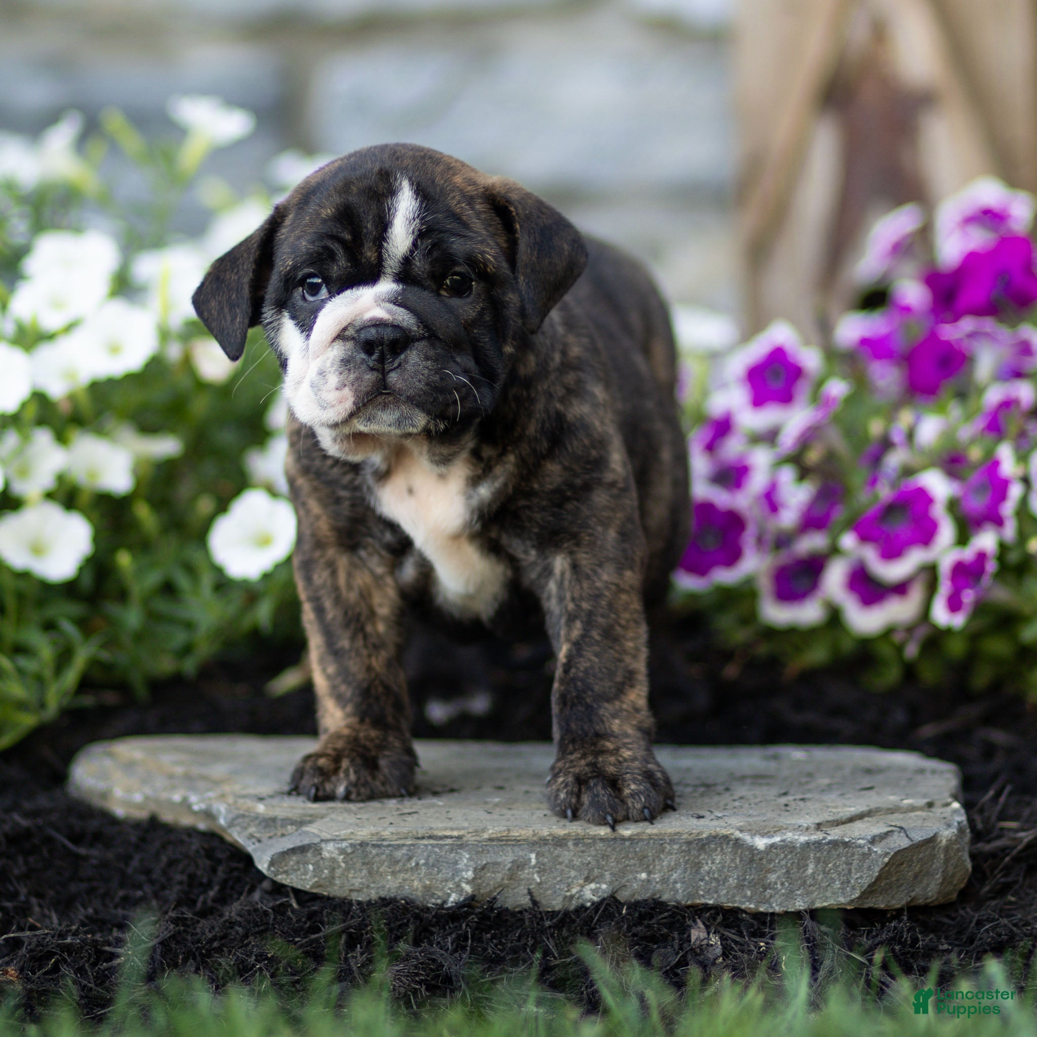 English Bulldog dogs Mable English Bulldog  - Ad 1
