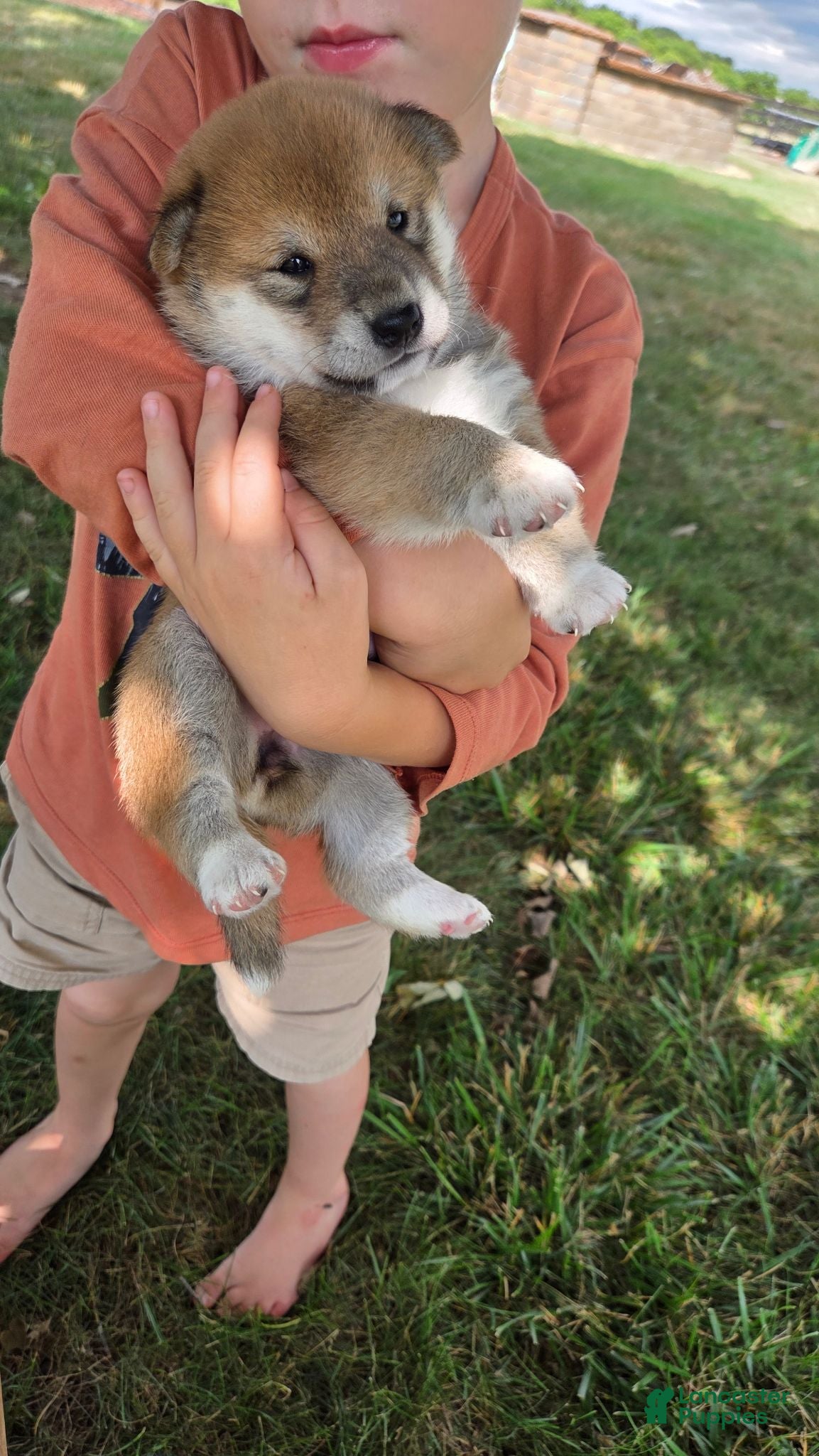 Shiba Inu dogs Liberty Belle - Ad 2