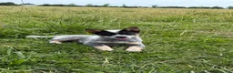 Australian Cattle Dog dogs for sale: Renley - Ad 4