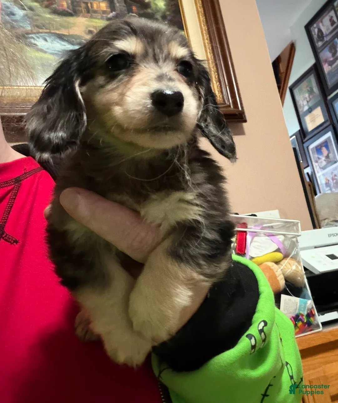 Miniature Dachshund dogs for sale: Black and cream dapple - Ad 1