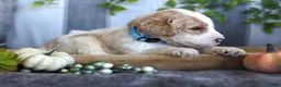 Goldendoodle dogs for sale: Scout - Ad 2
