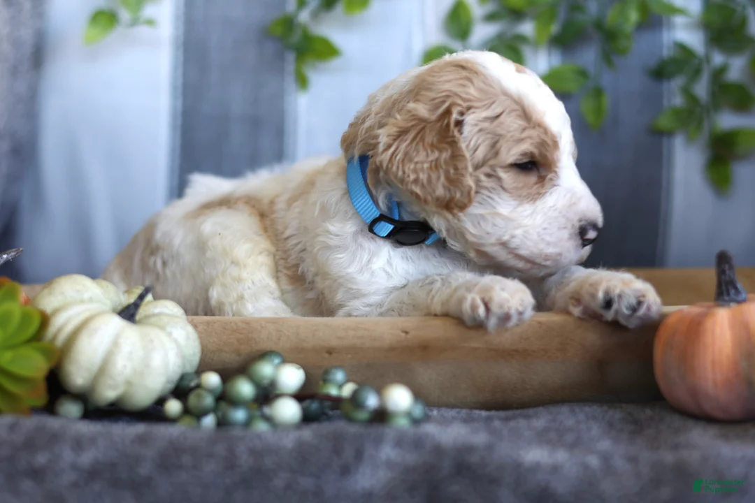 Goldendoodle dogs for sale: Scout - Ad 2