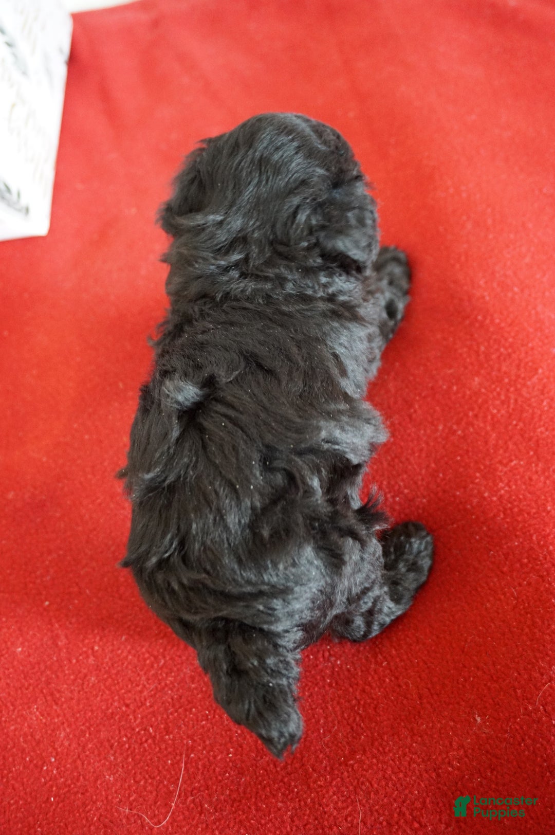 Toy Poodle dogs for sale: Lacy - Ad 4