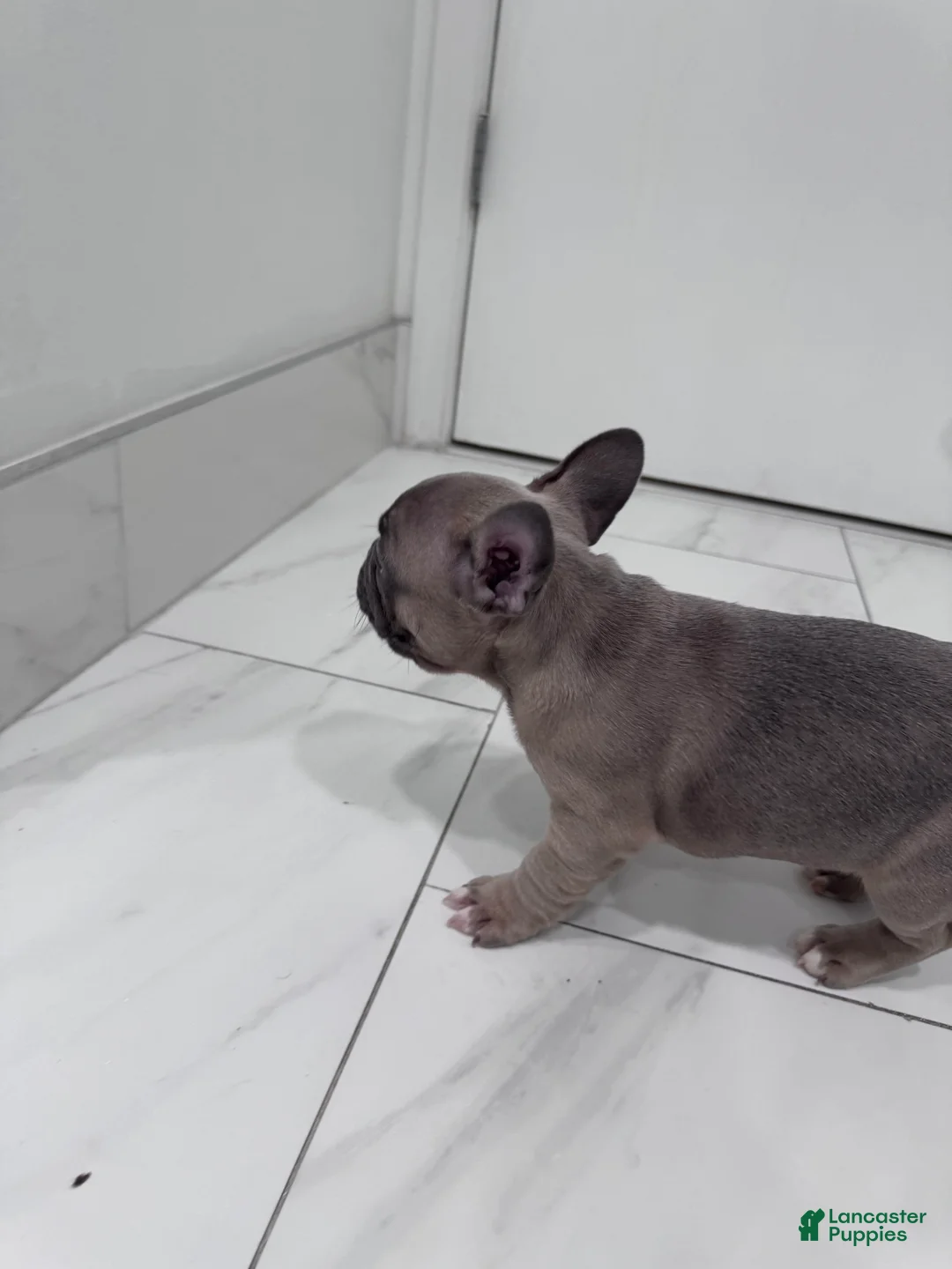 French Bulldog dogs for sale: French Bulldog Puppy 2 - Ad 4