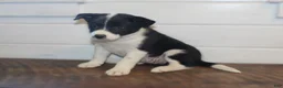 Border Collie dogs for sale: Polly - Ad 5