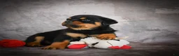 Rottweiler dogs for sale: Lexi - Ad 9