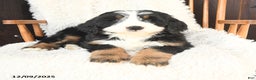 Bernedoodle dogs for sale: Gabriel - Ad 2