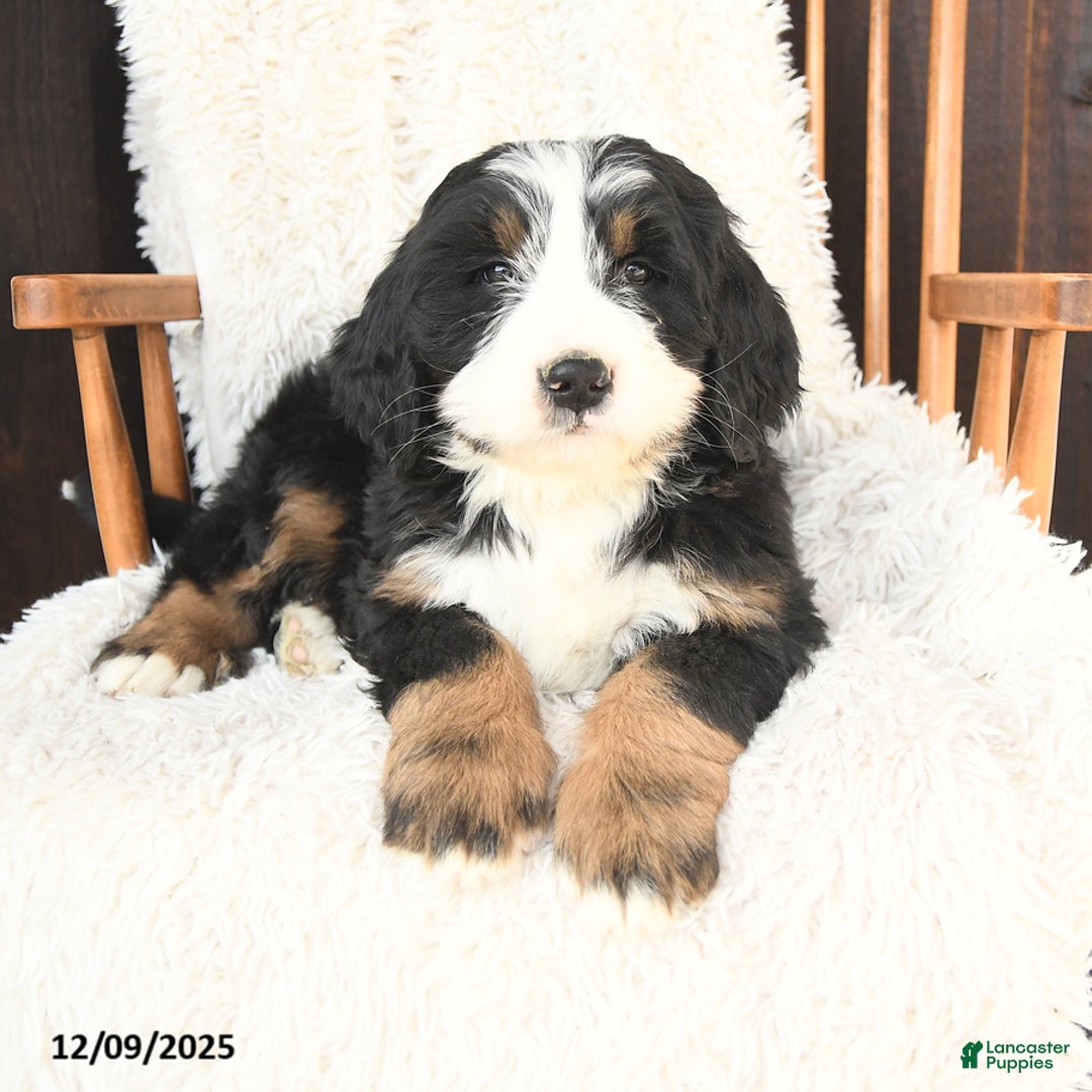 Bernedoodle dogs for sale: Gabriel - Ad 2
