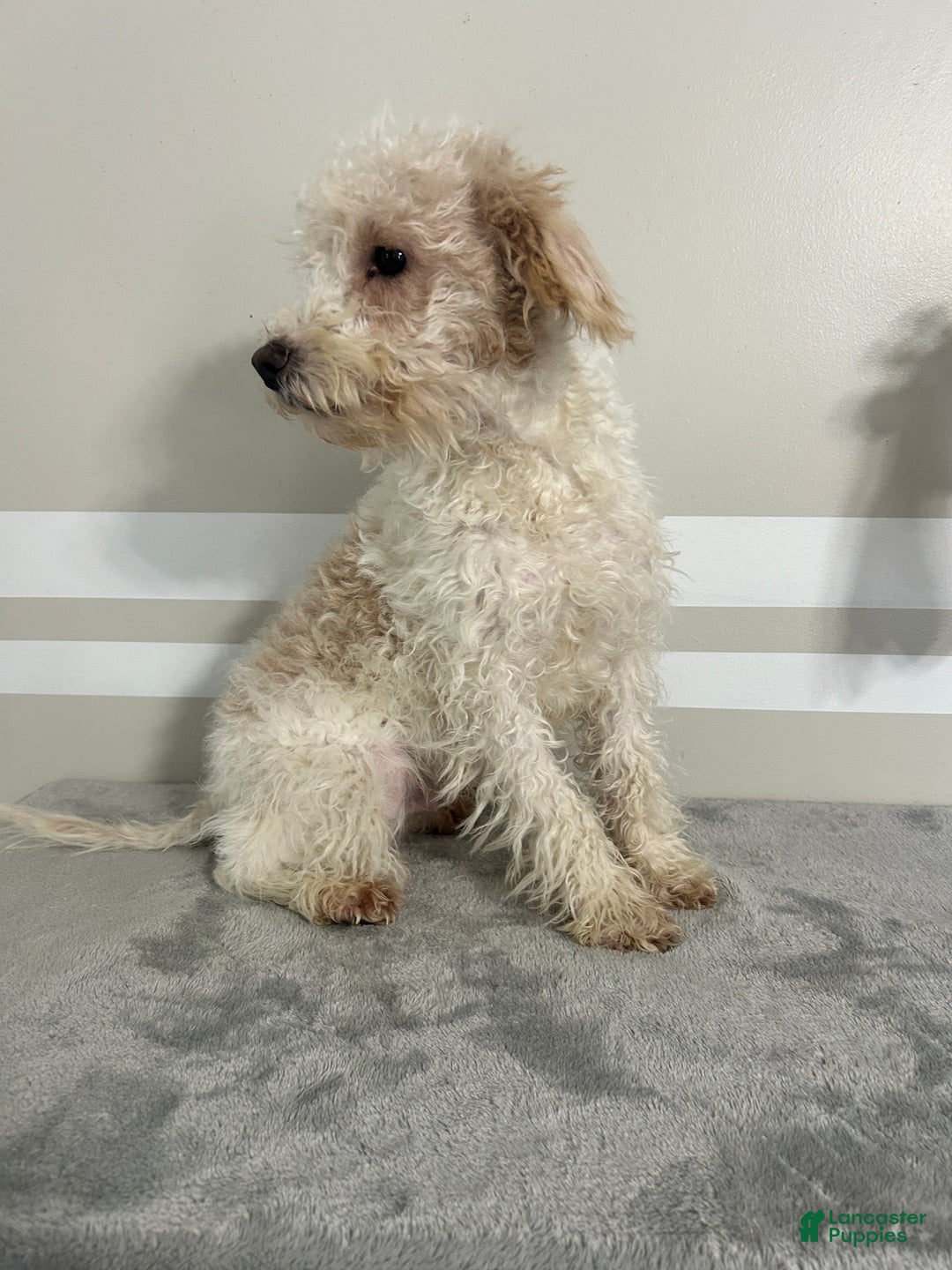 Schnoodle dogs for sale: KitKat - Ad 2