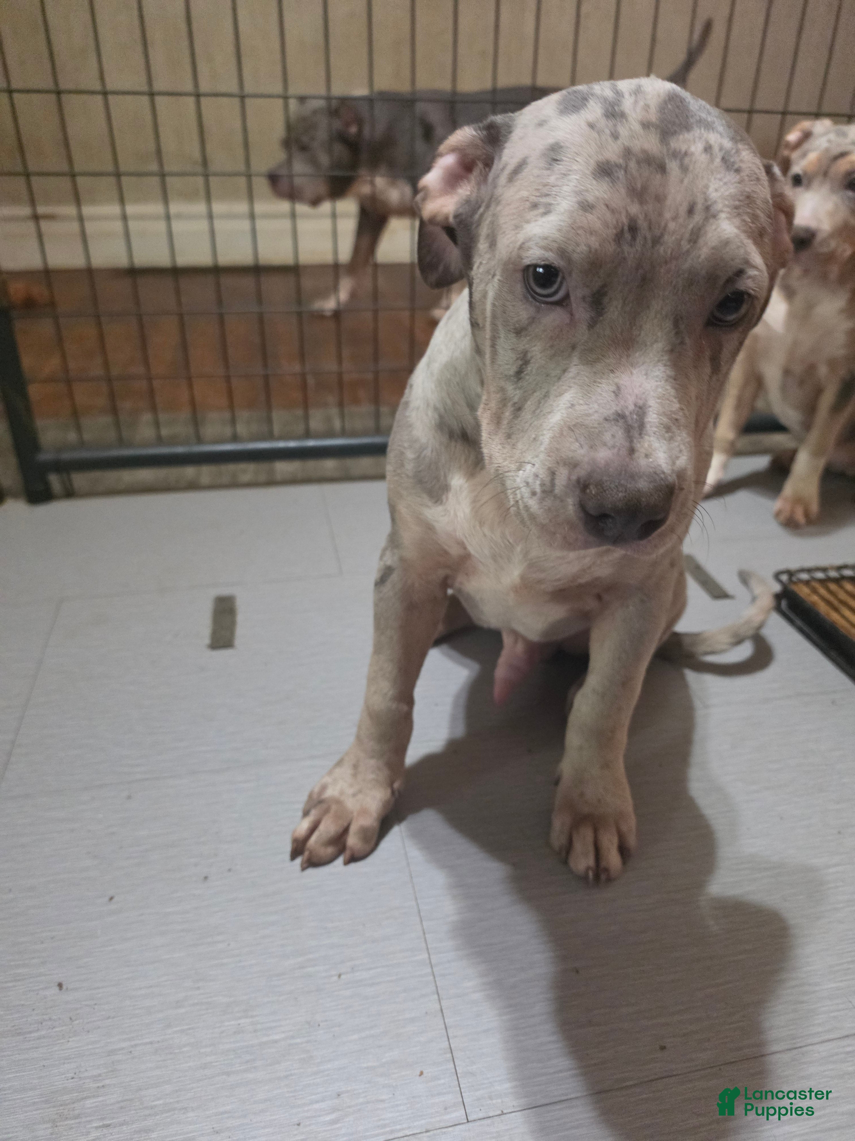 American Bully (American Bully, Male) in Allentown, PA