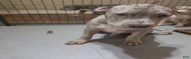 American Bully 1 Male