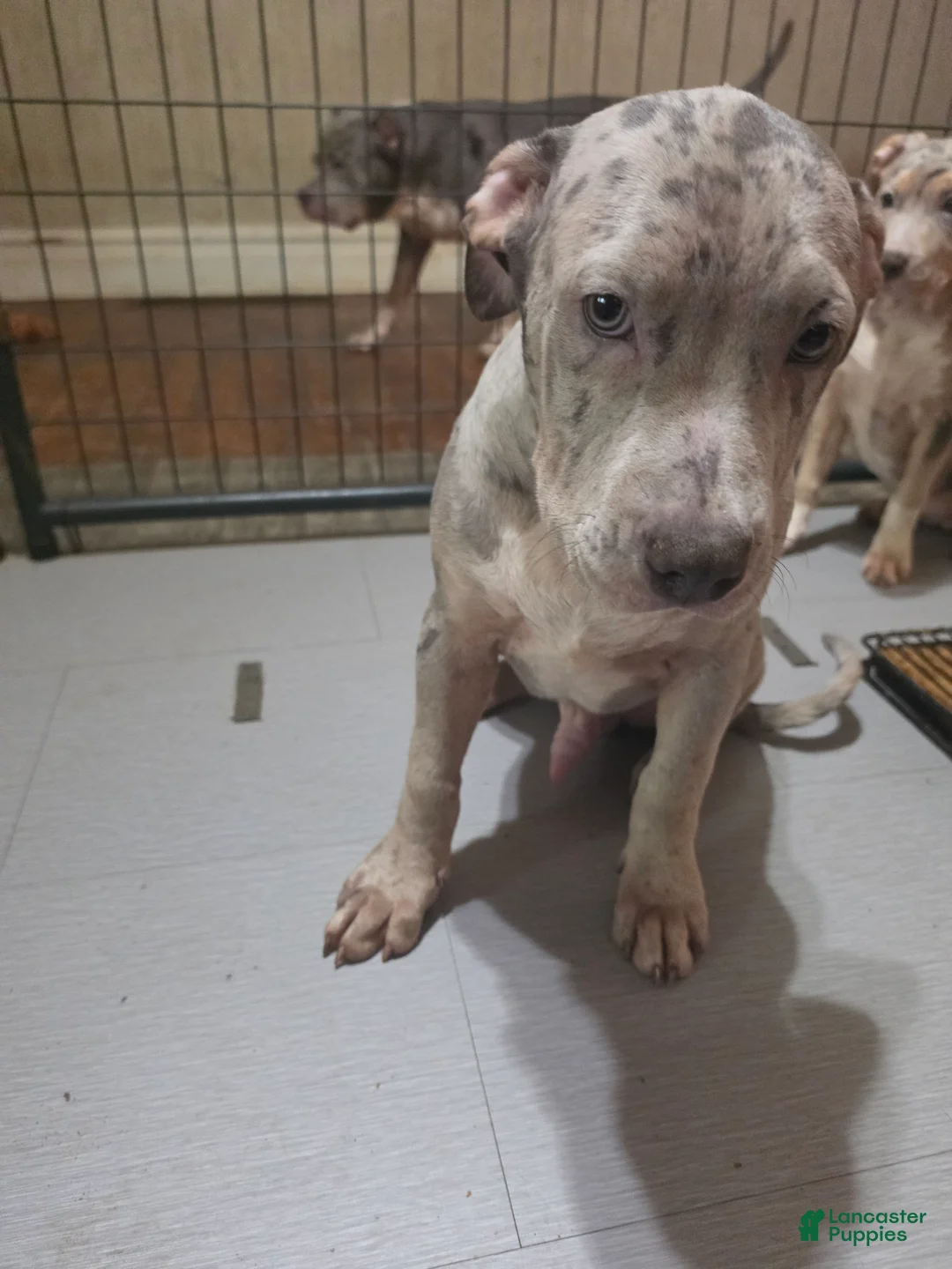 American Bully dogs for sale: American Bully 1 Male - Ad 1