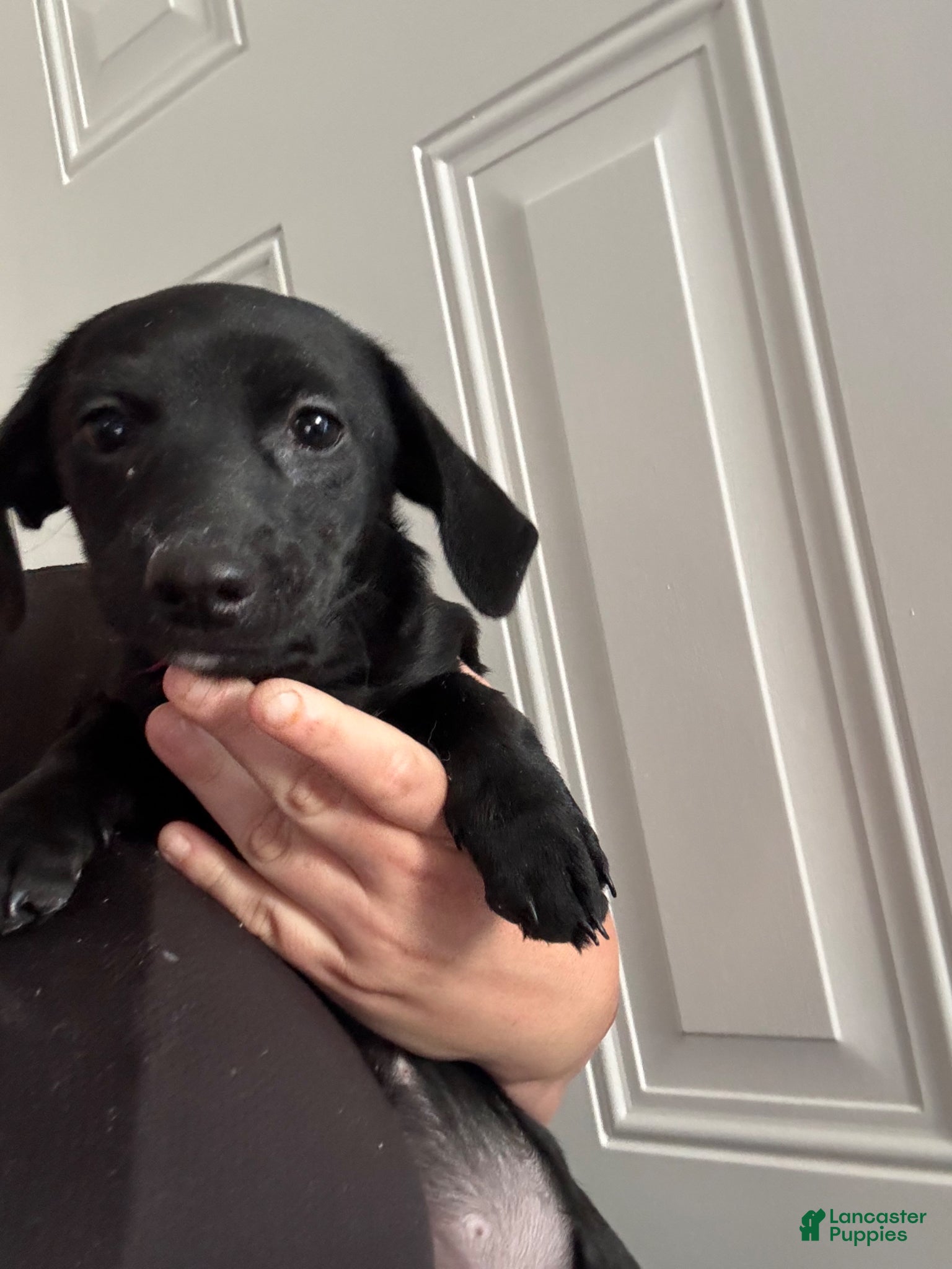 Chiweenie dogs Chiweenie puppy - Ad 6