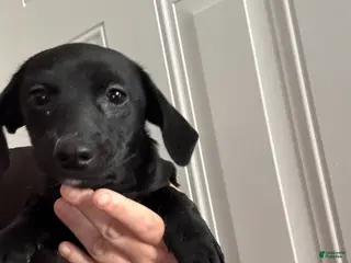 Chiweenie dogs Chiweenie puppy - Ad 1